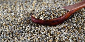 Pearl Millet Seeds