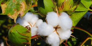 Raw Cotton
