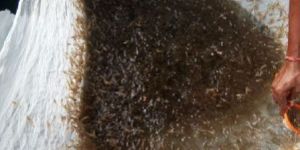 BMR Hybrid Prawn Seeds