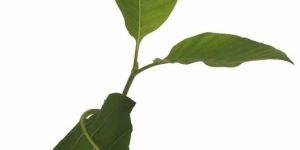 Kadamba Plant