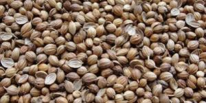 Hybrid Coriander Seed