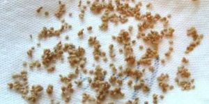 Tomato Seed