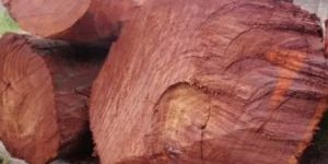 Grade a Class 3 Red Sandalwood Logs