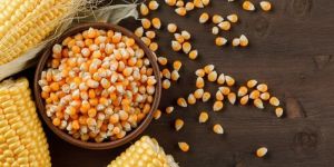 Corn Seeds