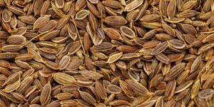 Dill Seeds
