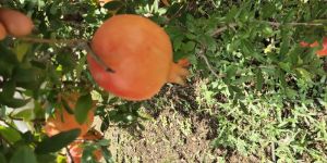 Pomegranate Fruit