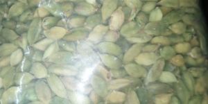 Green Cardamom