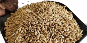 Canary Seeds