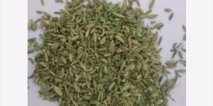 Fennel Seeds