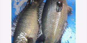 Frozen Climbing Perch (Koi) Fish