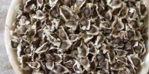 Moringa Seeds