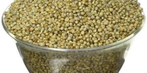 Green Millet