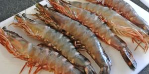 Fresh Tiger Prawns