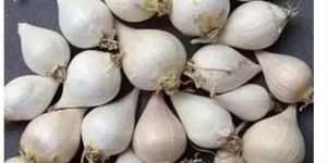 Single Clove Garlic