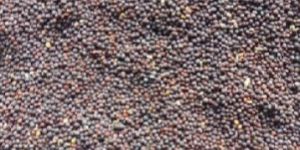 Mustard Seeds