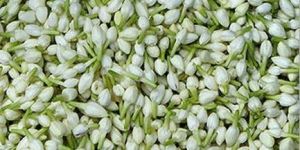 Fresh Jasmine Flowers