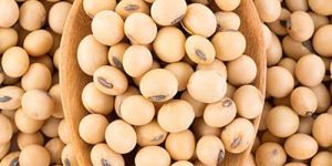 Soya Bean