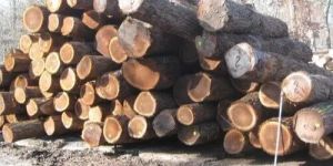 Walnut Wood Logs