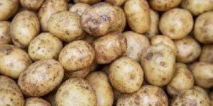 Potato