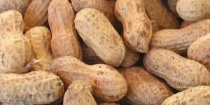 Groundnut