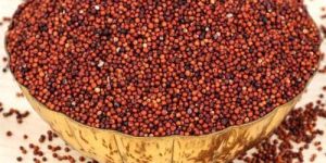 Ragi Seeds