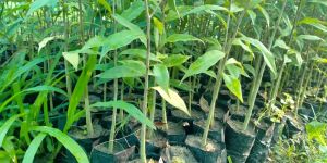 Agarwood Sapling Plants