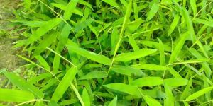 Bambusa Bambos Plants