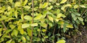 Kamini Kanchan Plants