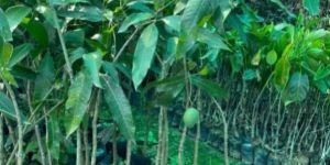 Mango Plants