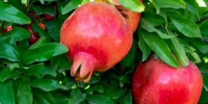 Pomegranate Plants