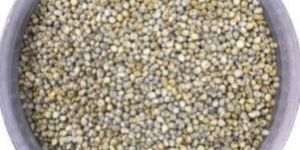Organic Bajra Seeds