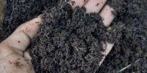 Vermicompost Manure