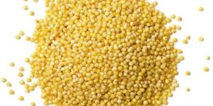 Yellow Millets