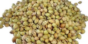 Raw Coriander Seeds