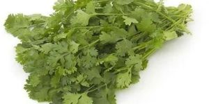 Frozen Coriander Leaves