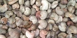 Ivory Coast Raw Cashew Nuts