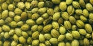 Green Coriander Seeds