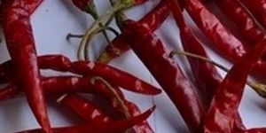 Premium Teja Red Chilli