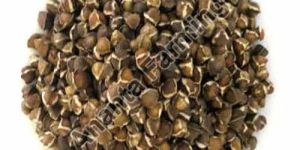 Fresh Moringa Seeds
