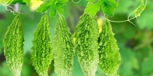 Bitter Gourd