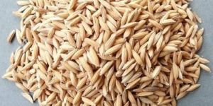 Paddy Seed