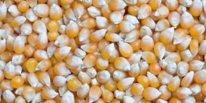 Yellow Corn Maize