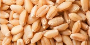Wheat Grain