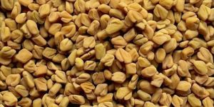Yellow Fenugreek Seeds