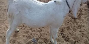 Live Sojat Male Baby Goat