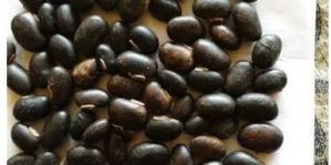 Mucuna Pruriens Seed