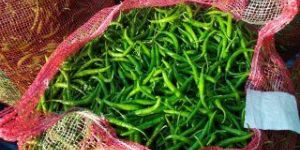 Fresh Green Chilli
