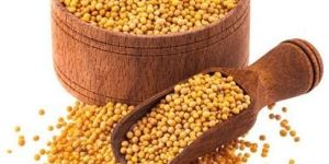 Yellow Mustard Seeds