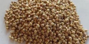 Hybrid Coriander Seed