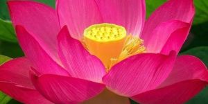 Fresh Pink Lotus